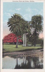 Florida Trees Poinciana Tree and Palms