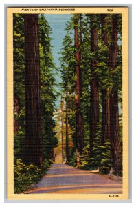 Postcard CA Avenue Of California Redwoods 
