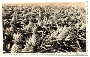 RPPC Postcard Honolulu  Hawaii Pineapple Fields c1940s