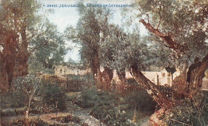 L285 Israel Jerusalem Garden of Gethsemane Trees vintage postcard