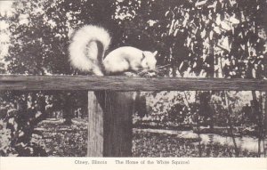 Home Of The White Squirrel Harvey D Hays Residence Olney Illinois Albertype