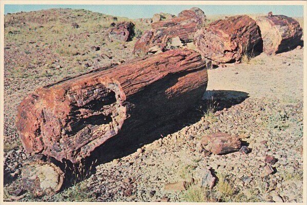 Petrified Log Sections Petrified Forest Nationa Park Arizona