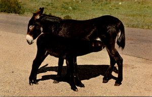 Donkeys Burros Lunch Time In The Black Hills Of South Dakota