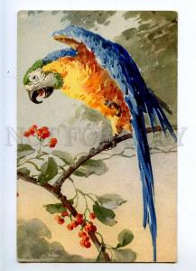 226810 Colorful PARROT on Tree by C. KLEIN Vintage postcard