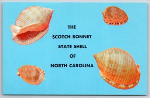 The Scotch Bonnet State Shell Of North Carolina On Blue Background~Vtg Postcard