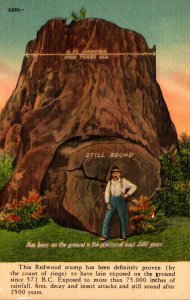 California Giant Redwood Stump