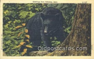 Petoskey, Mich, MI USA Bear Postcard