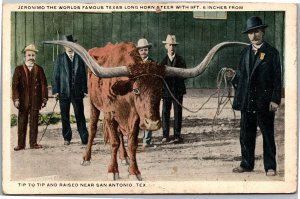 Postcard TX San Antonio Jeronimo World Famous Texas Longhorn steer