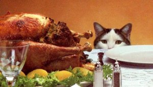 FUNNY CAT THANKSGIVING TURKEY ON TABLE LET'S GET TOGETHER SOON POSTCARD 4.25X6