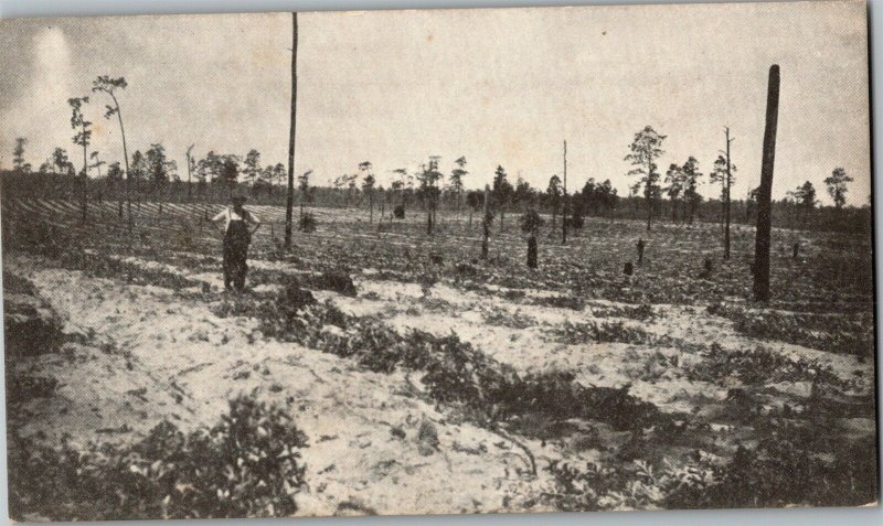 30 Acres of Watermelons Grown Near Summerfield FL c1912 Vintage Postcard N35 