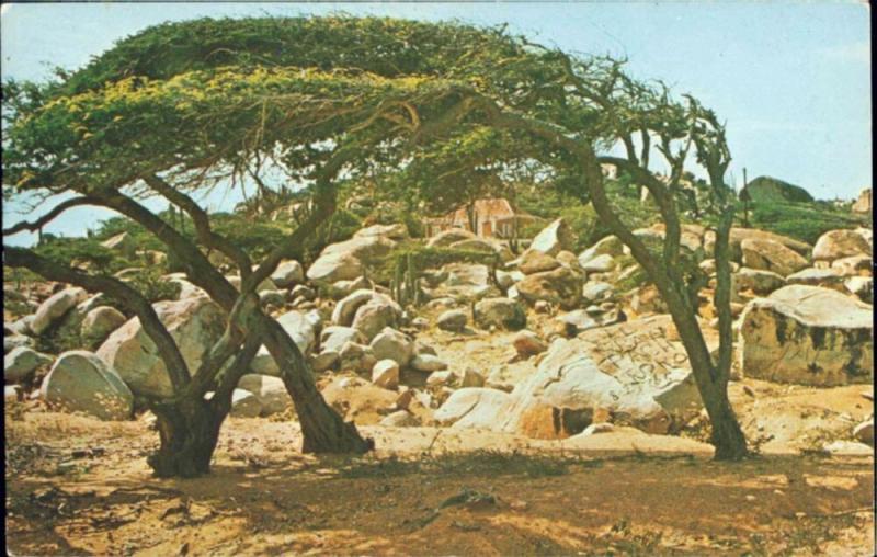 aruba, Netherlands Antilles, Divi -Divi Tree (1960s)