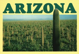 Vintage Postcard Saguaro National Monument Cacti Sentinel Forest Tucson Arizona