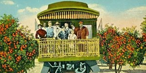 Vintage Postcard Florida Orange Grove Train Ride Midwinter H & WB Drew Co 1900s