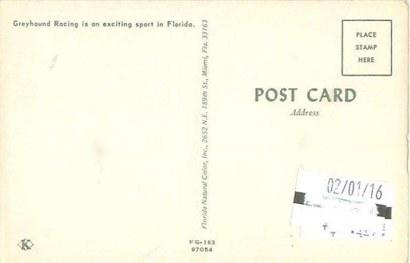 Florida Greyhound Racing Going to the Dogs in Florida  Postcard