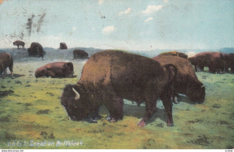 Canada Buffalo , 00-10s