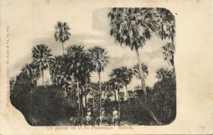 bolivia, Un Palmar en el Rio Pilcomayo, Palm Trees (1899) De Notta & Co Postcard