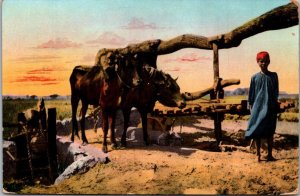 Egypt Sakira Young Boy With Oxen