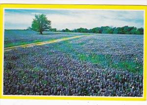 Texas State Flower Bluebonnets 1982
