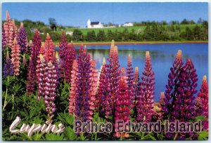 Postcard - Lupins - Prince Edward Island, Canada