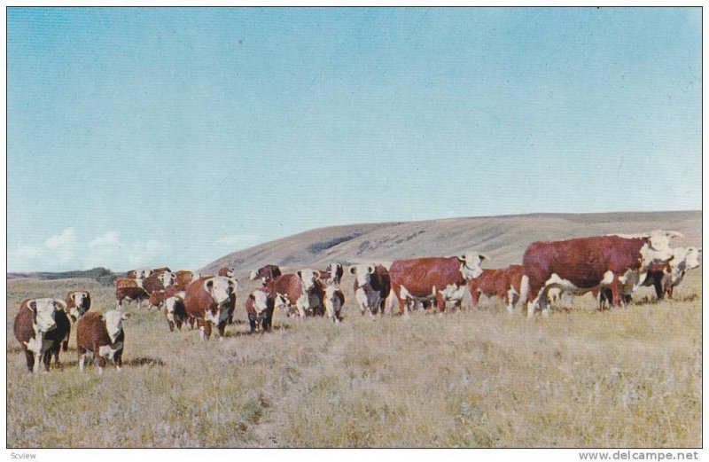 Cattle, Hereford Cows, Canadian Hereford Association, Calgary, Alberta, Canad...