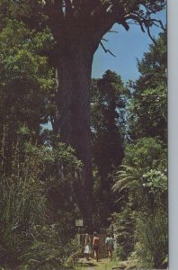 New Zealand Postcard - Tane Mahuta, Waipoua Forest, Northland   RR9441