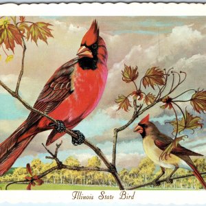 1966 IL Illinois State Bird Cardinal Red Bird Ken Haag Painting Art PC A335