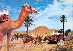 BG14243 une caravane au repos camel  tunisia