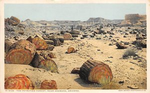 The Petrified Forest Adamana, Arizona USA View Postcard Backing 