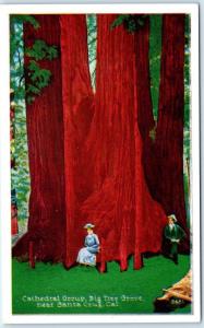 near SANTA CRUZ, California CA   CATHEDRAL GROUP  Big Tree Grove c1920s Postcard