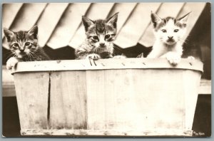 3 CATS IN THE BASKET ANTIQUE REAL PHOTO POSTCARD RPPC