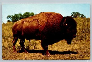 Buffalo  Bison  Native American  Cowboy  Pioneer  Postcard