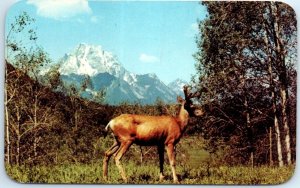 Postcard - Wild deer in setting of mountains and aspens