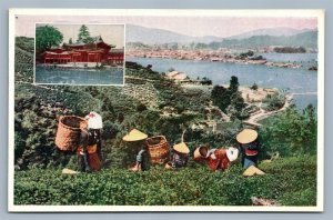 KYOTO JAPAN TEA PLANTATION & PHENIX HALL at UJI ANTIQUE POSTCARD