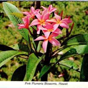 c1970s Oahu, HI Frangipani Flowers Exotic Flora Hawaiian Lei Plant 4x6 PC M17