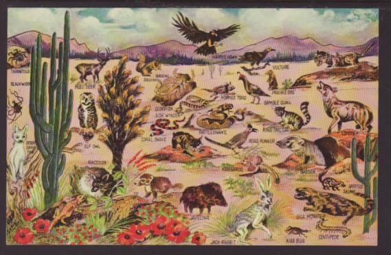 Wildlife of the Desert Postcard 