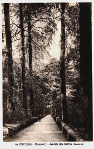 Portugal Bussaco Avenida dos Cedros Vintage RPPC C290