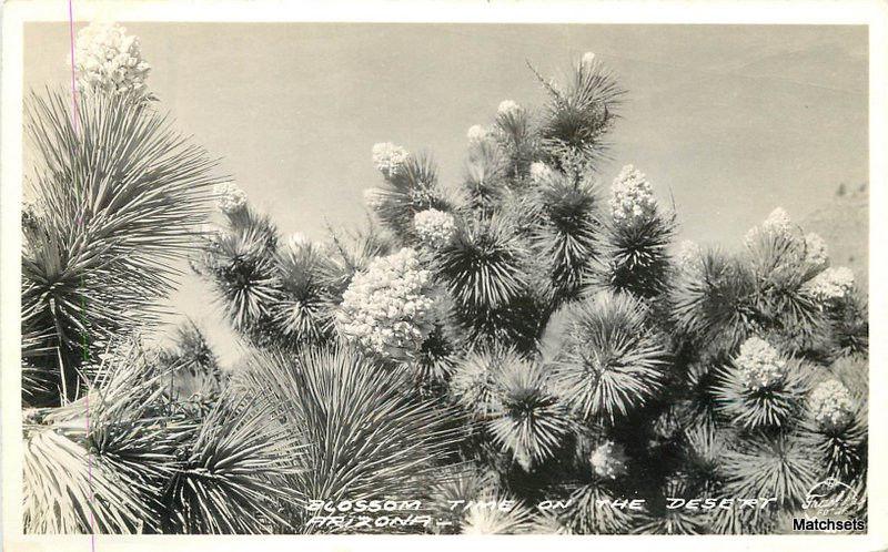 1940's Blossom Time in the Desert ARIZONA RPPC Postcard 9980 FRASHERS