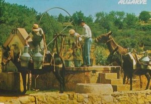 Algarve Portugal Donkey Weighing Machine Loading Water Bucket Buckets Postcard