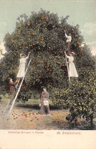 Gathering oranges in Florida, St. Petersburg Florida, USA Florida Oranges Unu...