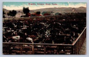 J96/ Nogales Arizona Postcard c1910 Stock Yard Cattle Herd  498
