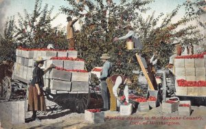PICKING APPLES SPOKANE COUNTY WASHINGTON HANAUER GRAVES CO. POSTCARD (c. 1910)