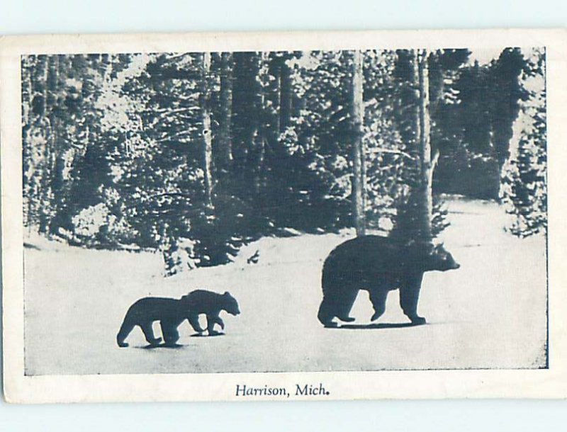 1940's BABY BEAR CUBS Harrison - Near Grayling & Mount Pleasant MI AD6475