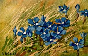 Forget-Me-Not - Artist: A. Haller