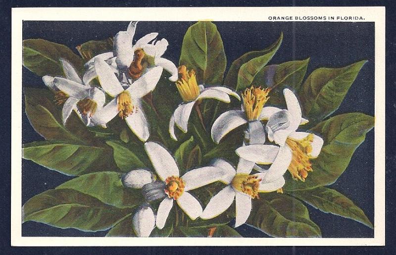 Orange Blossoms Florida unused c1920's