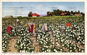 Picking Cotton in the Sunny South