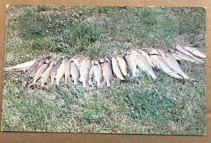 USED POSTCARD - WALLEYED PIKE FROM NORTHERN LAKES