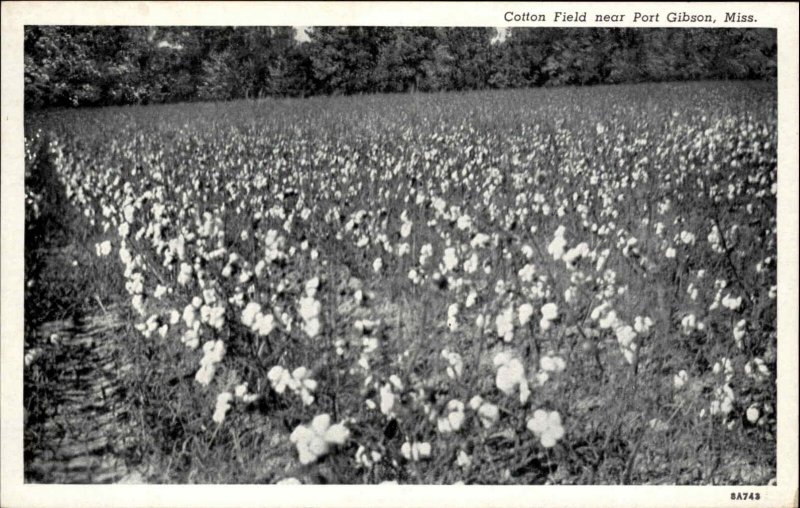 PORT GIBSON MS Cotton Field Old Postcard