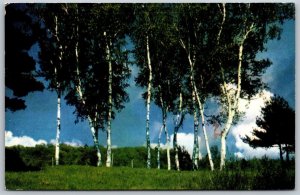 Vtg Greetings from Vassar Michigan MI Scenic View 1950s Old Postcard