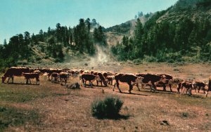 Calf Round-Up Time North Dakota Ranch Cows Vintage Postcard