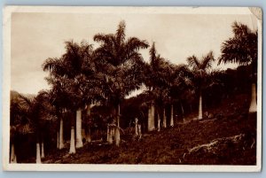 Puerto Rico Postcard View of Tall Trees in San Juan c1920's Posted RPPC Photo